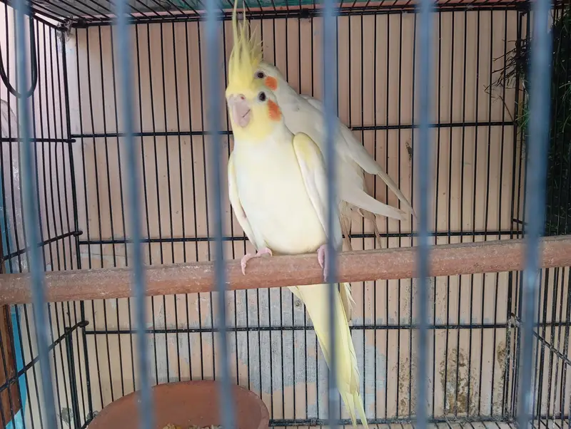 Cockatiel Creamino Lutino Pair — photo 4