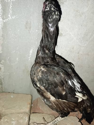 2 aseel hens