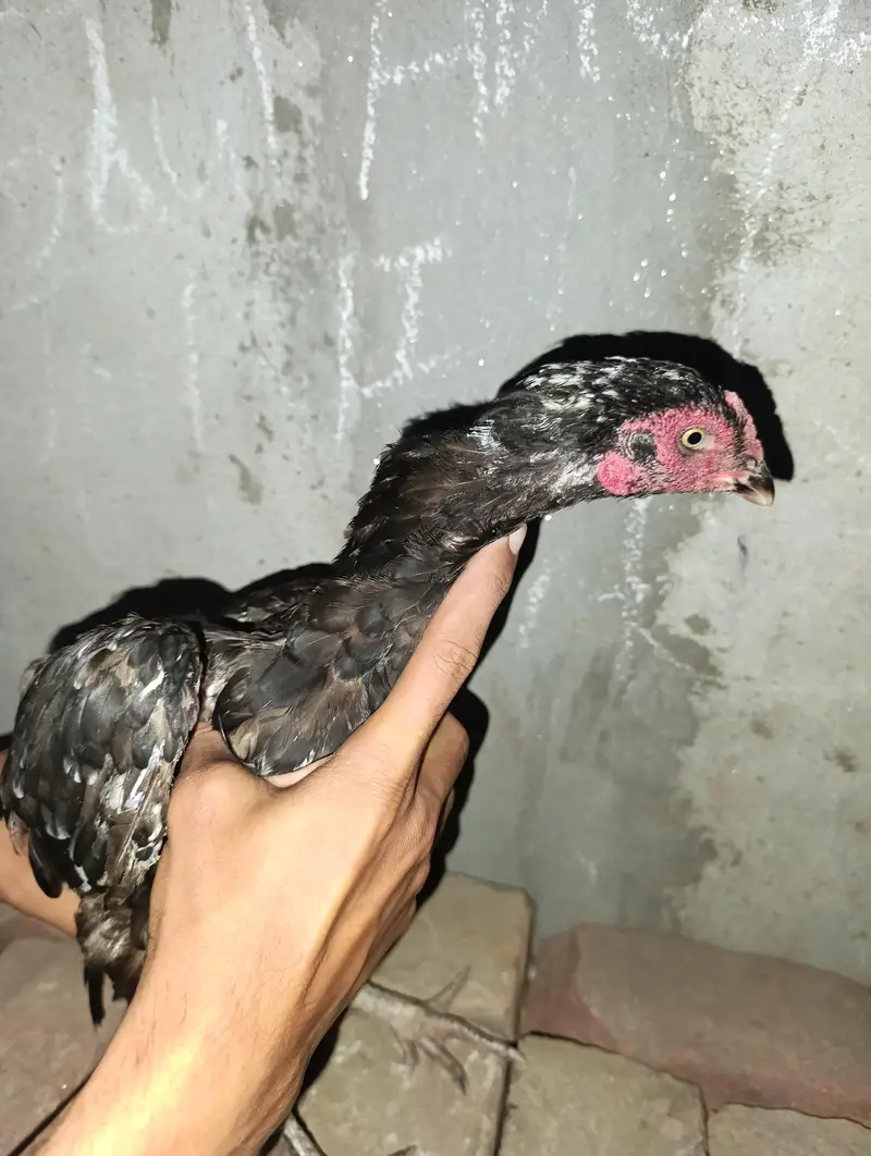 2 aseel hens — photo 2