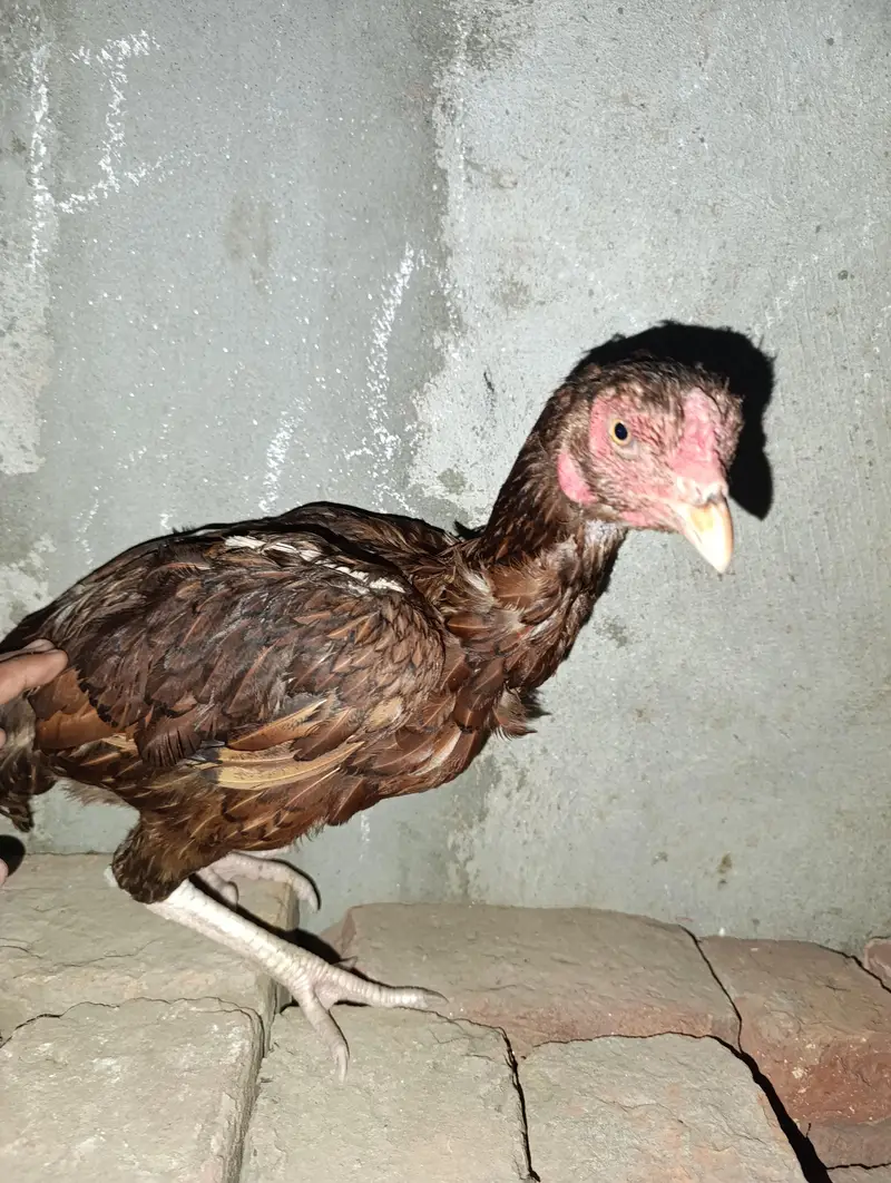 2 aseel hens — photo 3