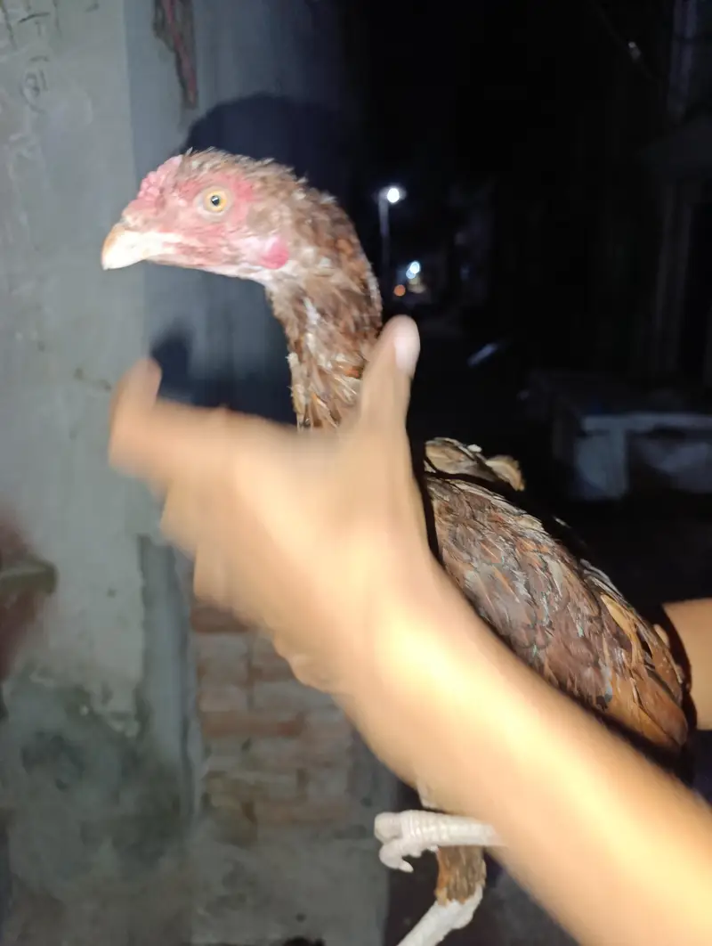 2 aseel hens — photo 4