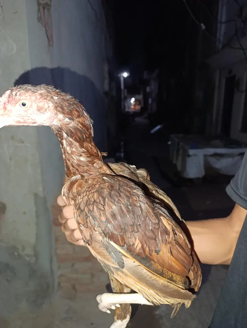 2 aseel hens — photo 5