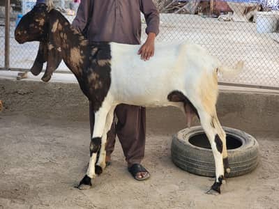 Kamori Pateri Bakri Goat For Sale