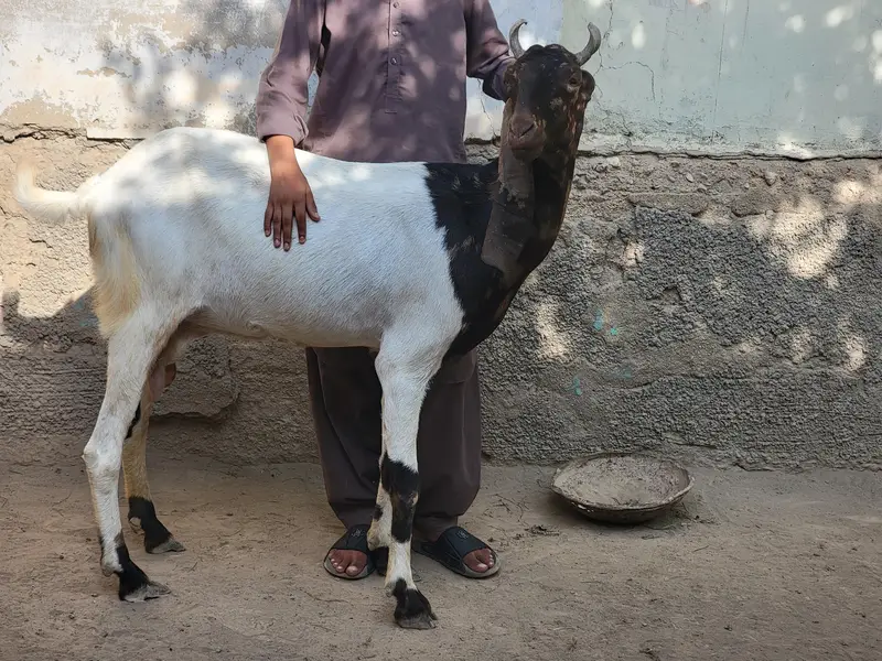 Kamori Pateri Bakri Goat For Sale — photo 2