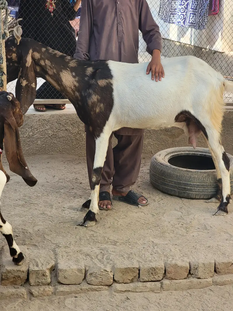 Kamori Pateri Bakri Goat For Sale — photo 3