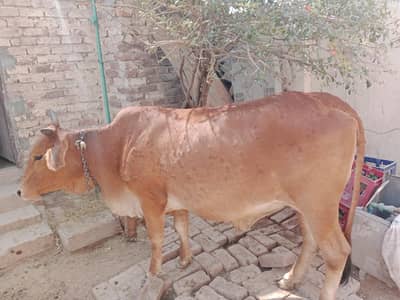 4 mann wazan ha hai Lal ha or lanba size ha