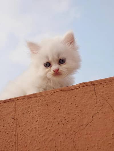 precious cat baby