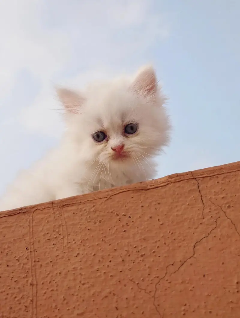 precious cat baby