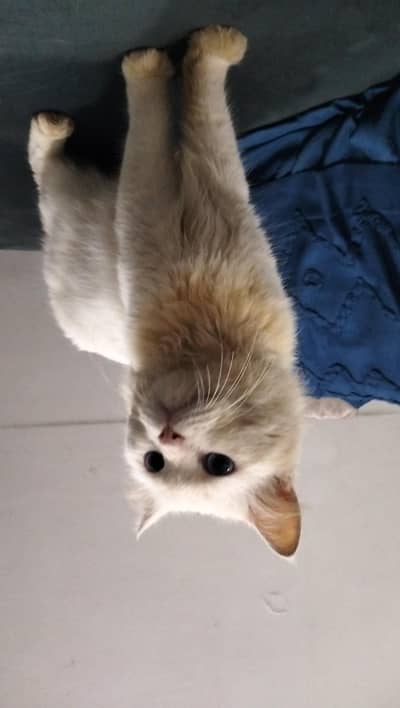 Persian cat @ Perisan cat @ cat @ blue eye @ coated @ Siamese @ kitten
