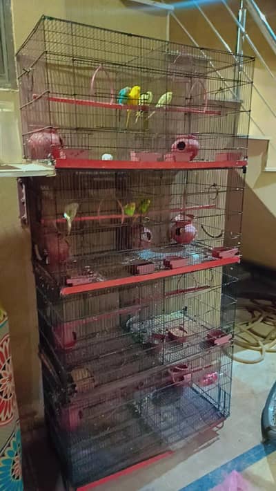 4 step 8 portion cage with 4 mature australian pair parrots for sale