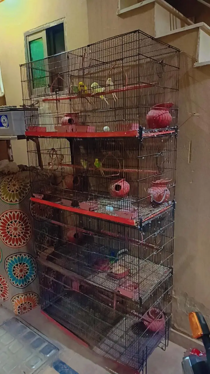 4 step 8 portion cage with 4 mature australian pair parrots for sale — photo 2