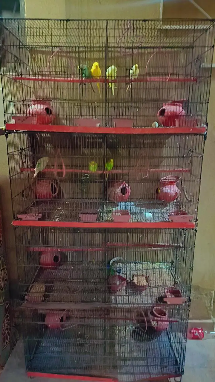 4 step 8 portion cage with 4 mature australian pair parrots for sale — photo 3