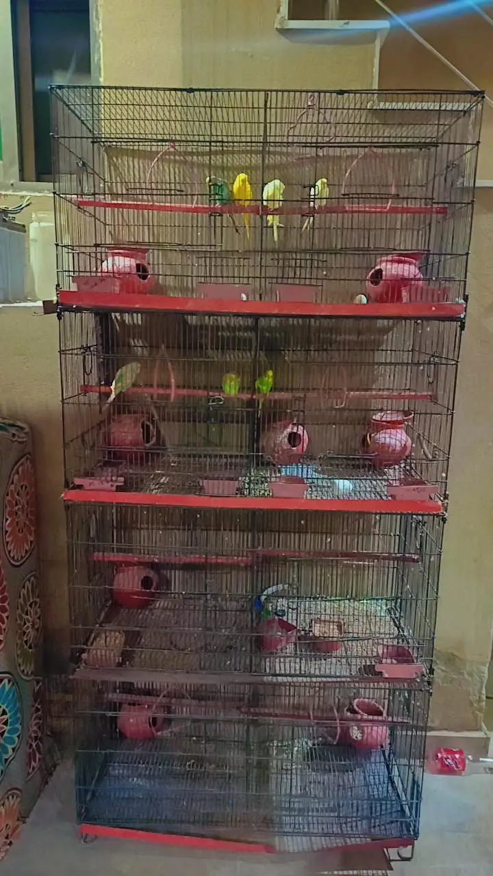 4 step 8 portion cage with 4 mature australian pair parrots for sale — photo 4