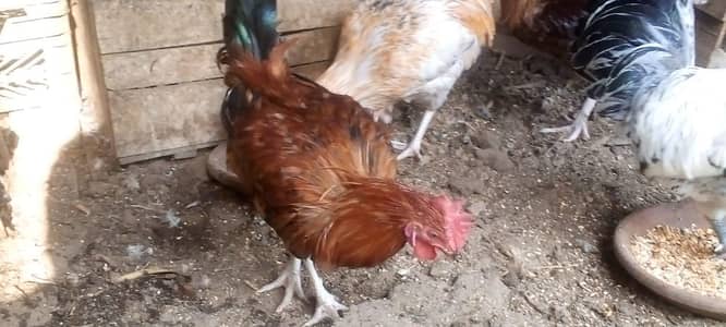 female morgi not for sell only 4 male
