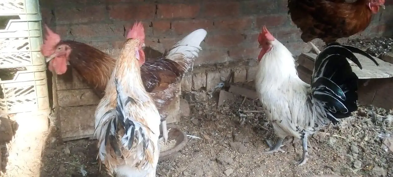 female morgi not for sell only 4 male — photo 2