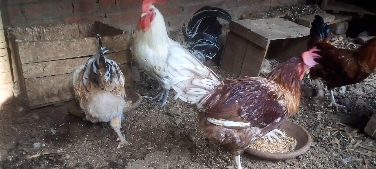 female morgi not for sell only 4 male — photo 3