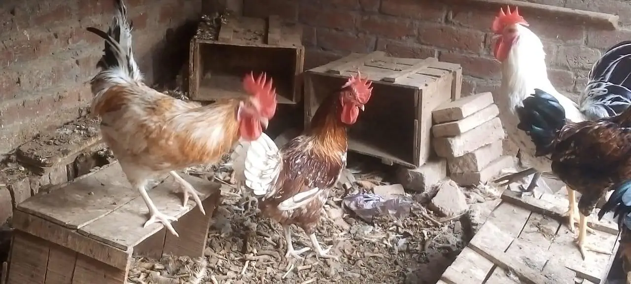 female morgi not for sell only 4 male — photo 4