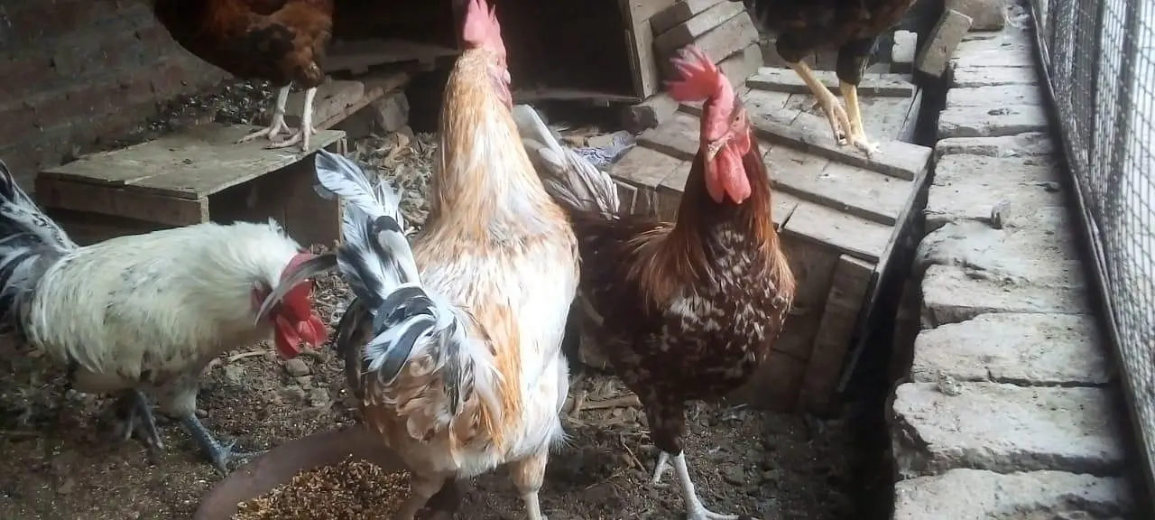 female morgi not for sell only 4 male — photo 5
