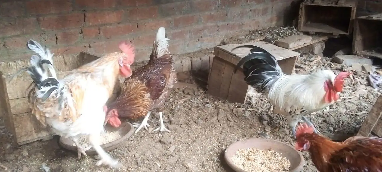 female morgi not for sell only 4 male — photo 6