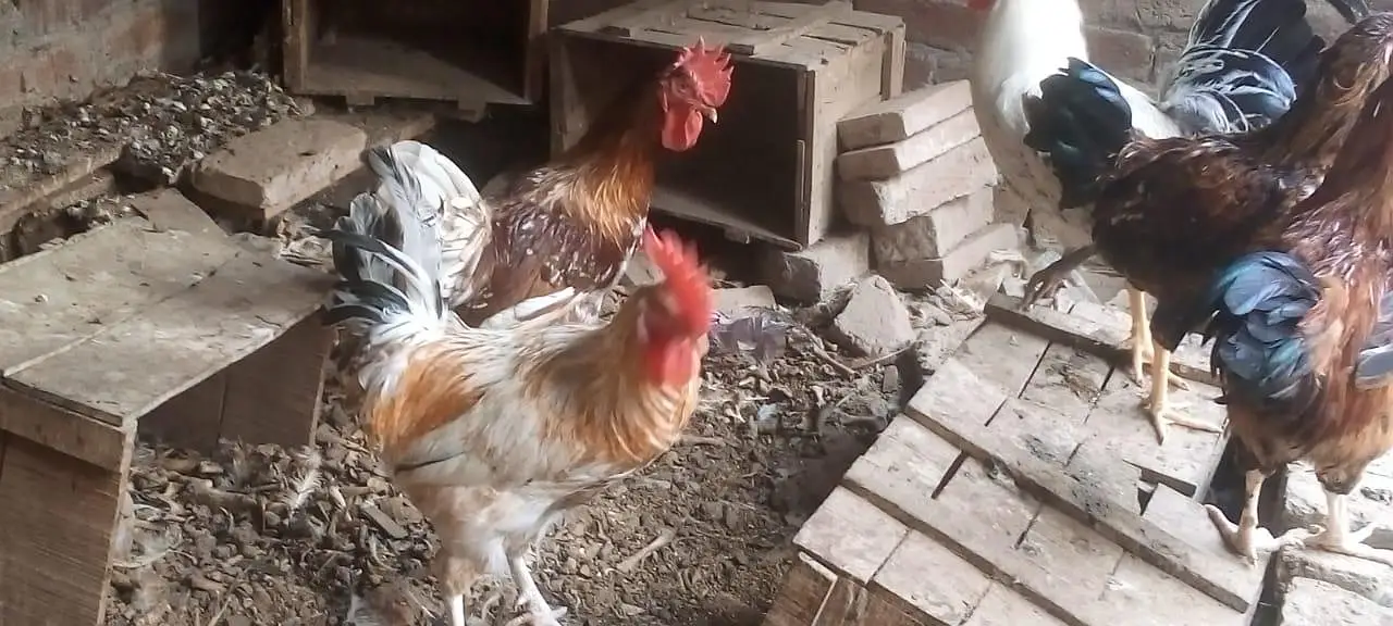 female morgi not for sell only 4 male — photo 7