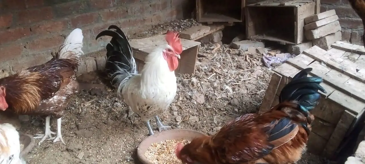 female morgi not for sell only 4 male — photo 8