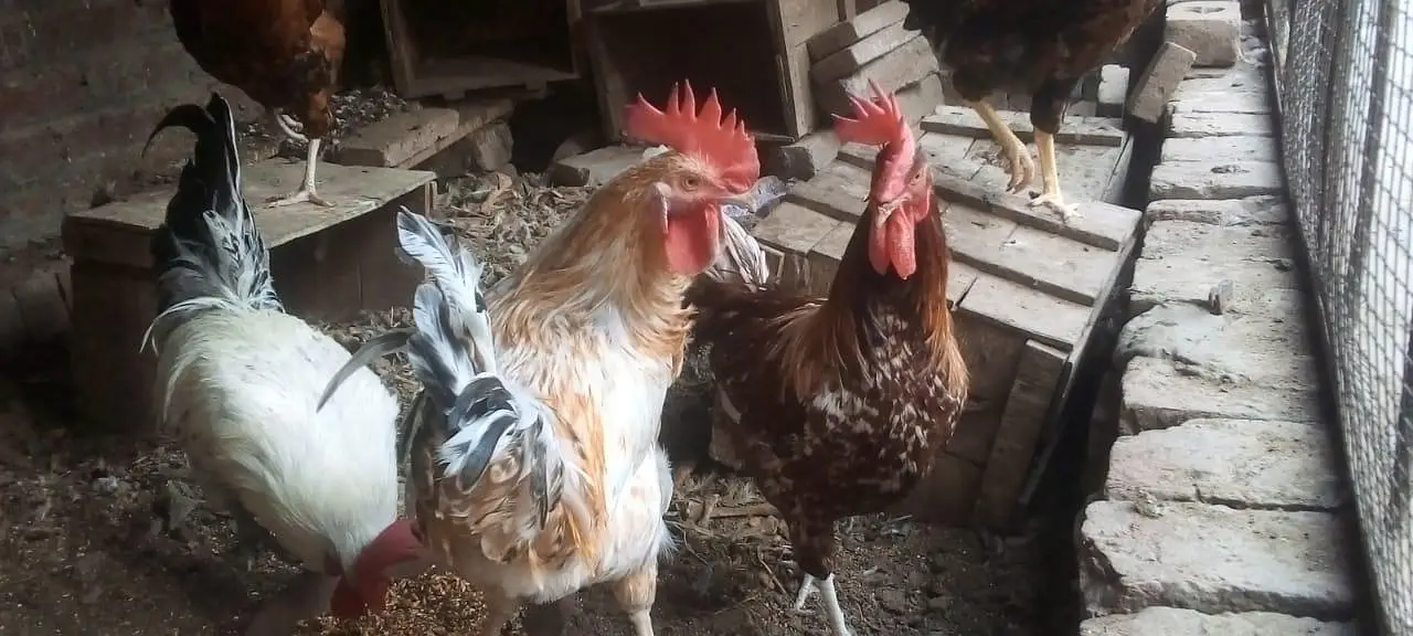 female morgi not for sell only 4 male — photo 9