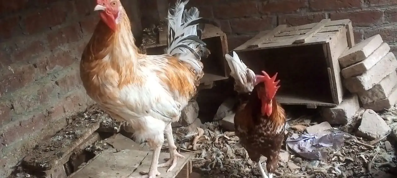 female morgi not for sell only 4 male — photo 10