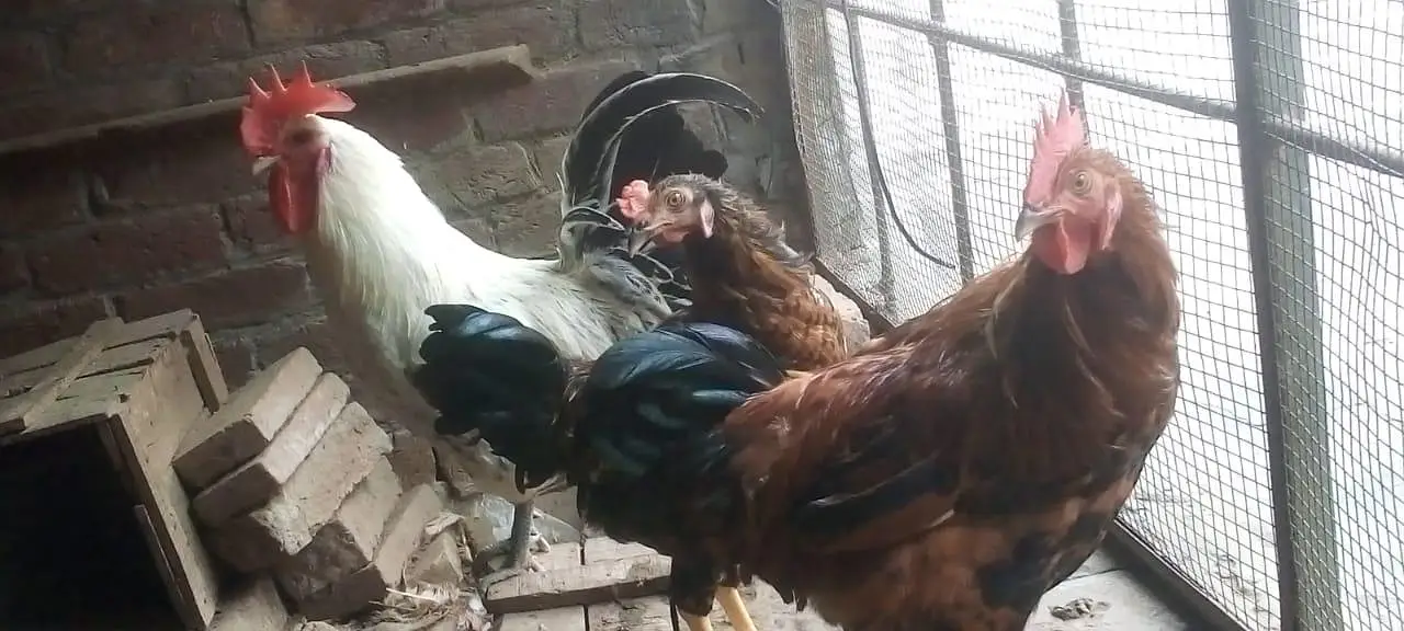 female morgi not for sell only 4 male — photo 11