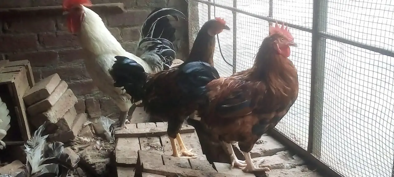 female morgi not for sell only 4 male — photo 12