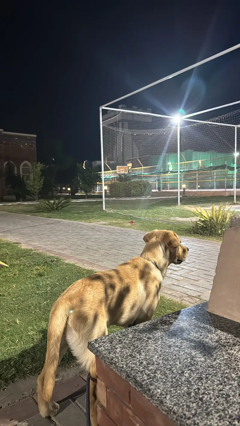 British labrador pedigree — photo 5