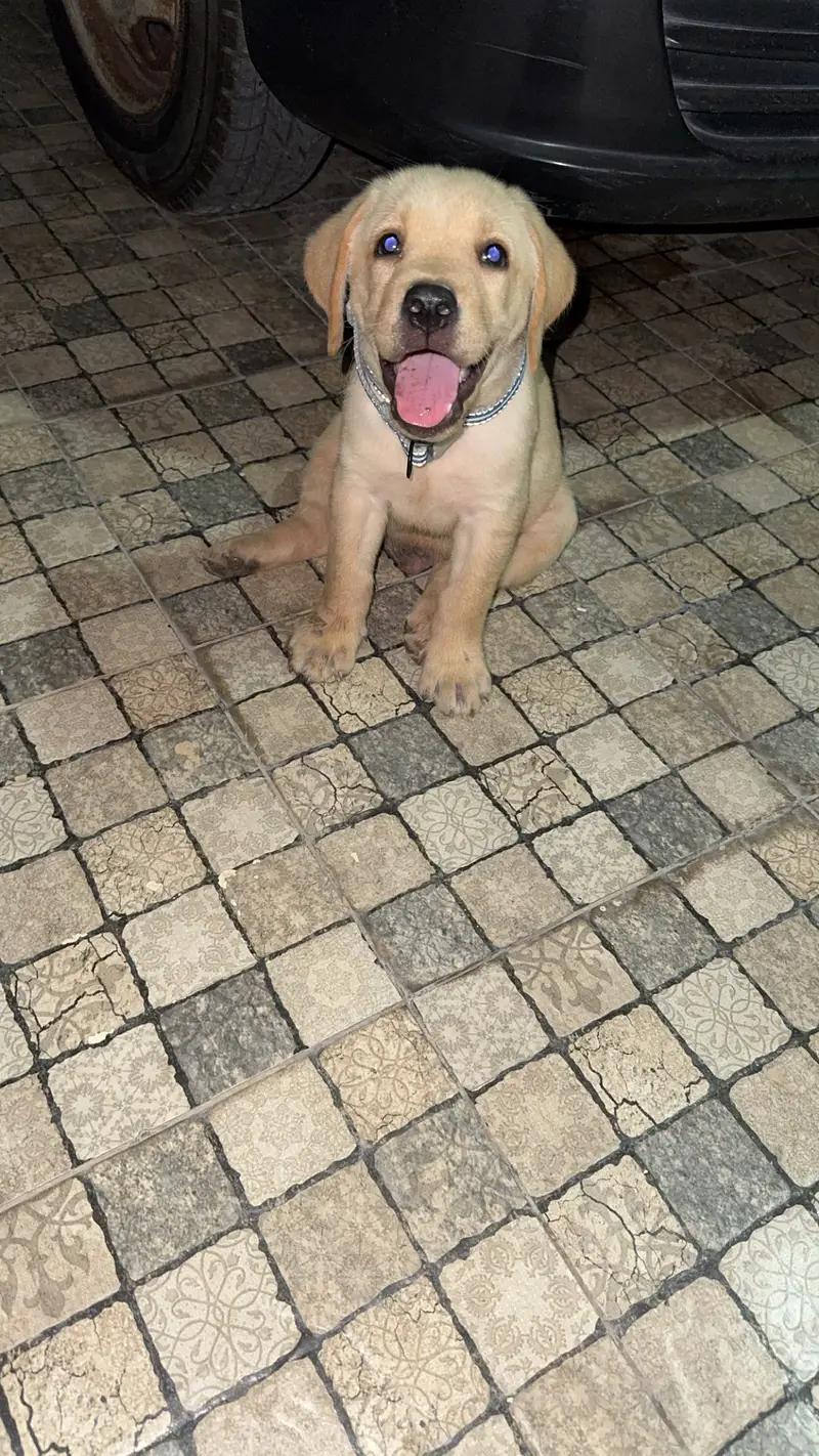 British labrador pedigree — photo 3