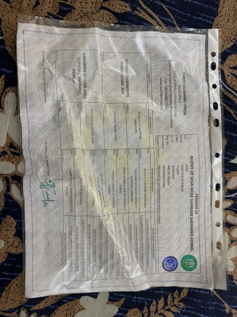 British labrador pedigree — photo 6