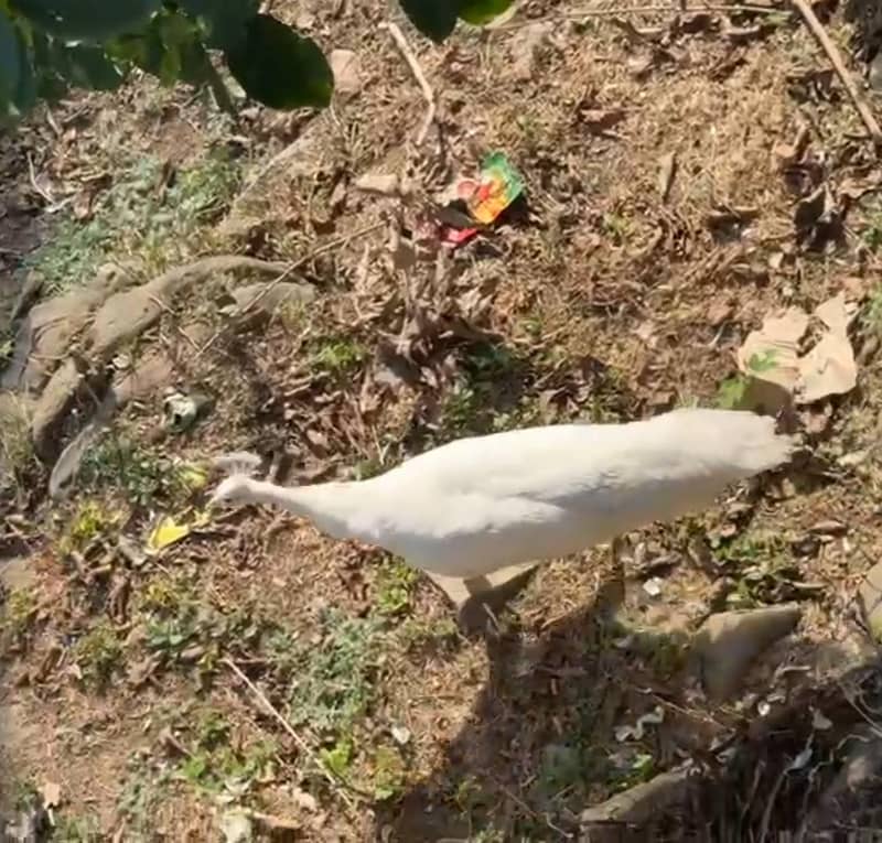 White peacock pair 1