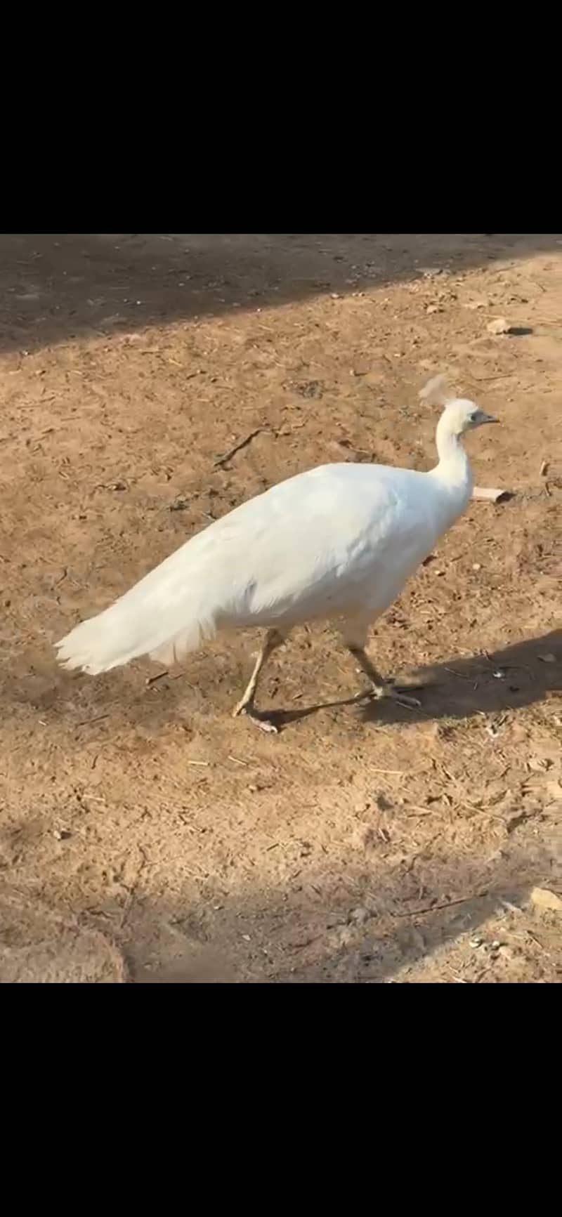 White peacock pair 2
