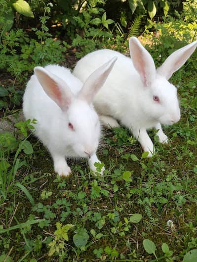 breader Rabbits