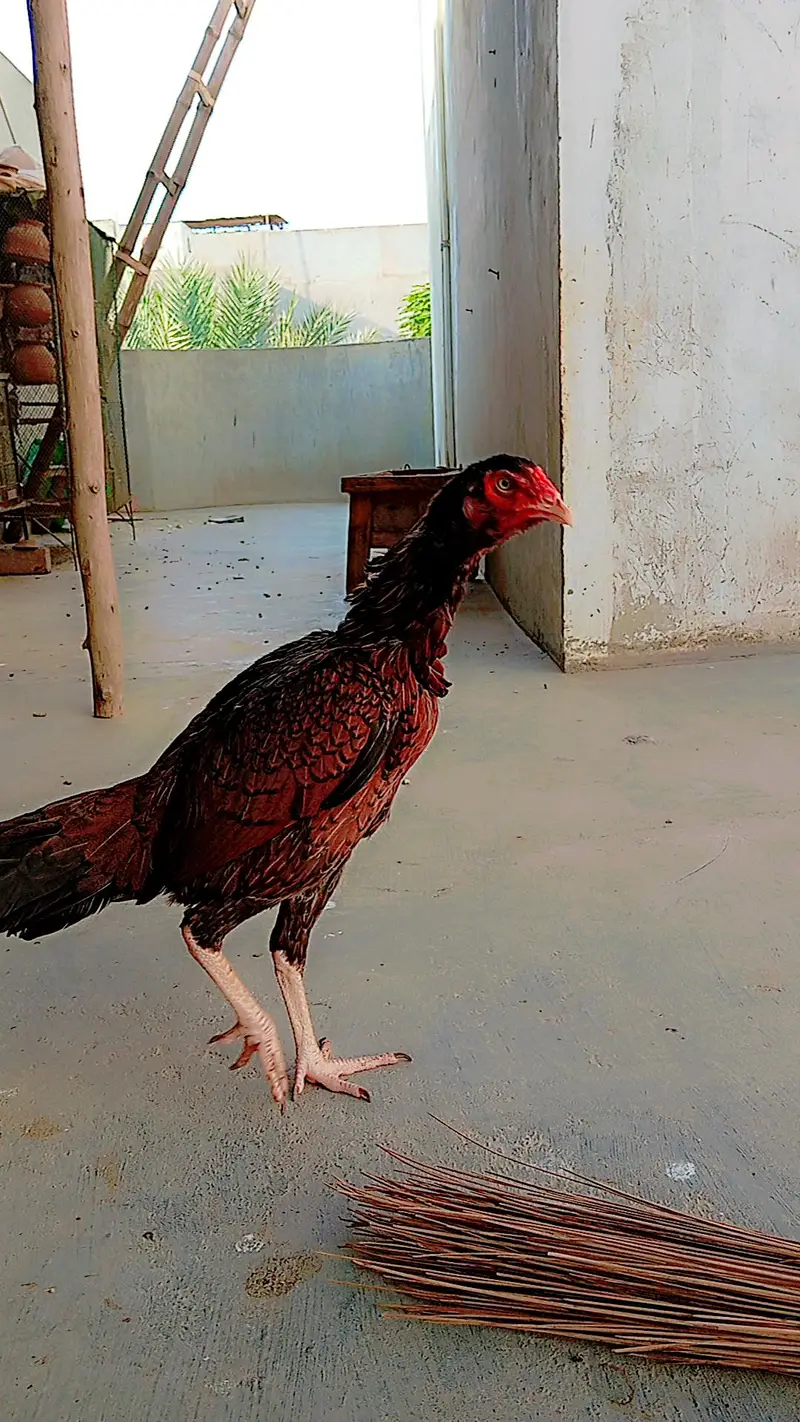 Aseel jawa females — photo 2