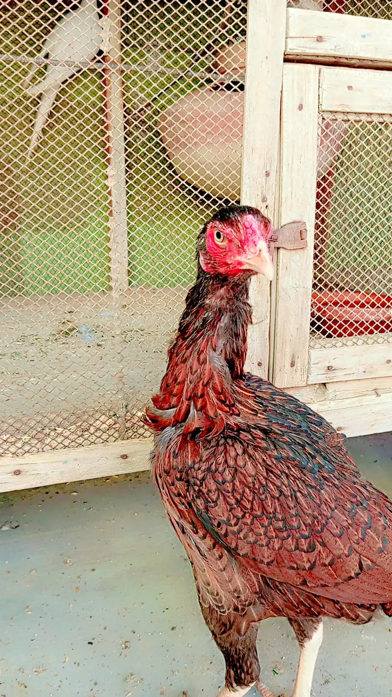Aseel jawa females — photo 3