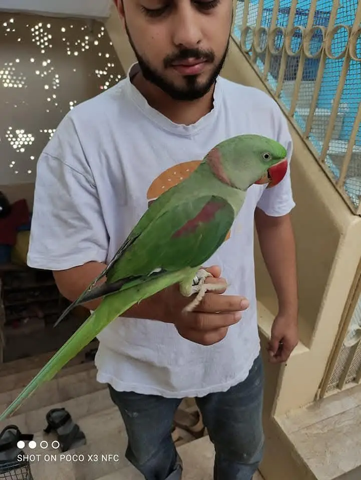 raw parrot male — photo 2
