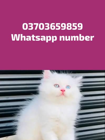 Persian Female kitten for sale