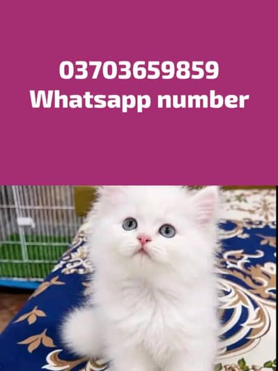 Persian Female kitten for sale