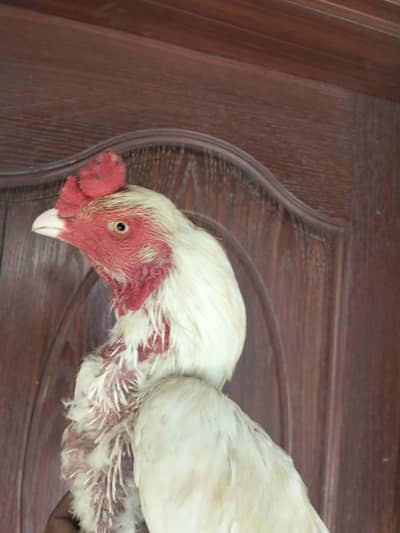 white heera top quality male