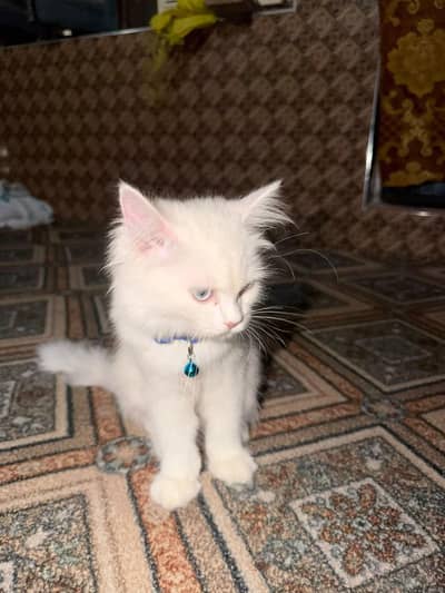 Persian 3 coats cat long hair blue eyes 2 month
