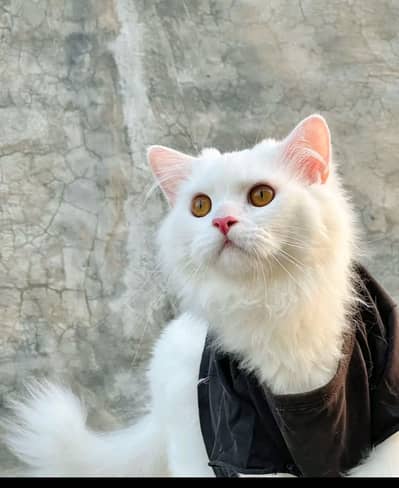 Purcian cat