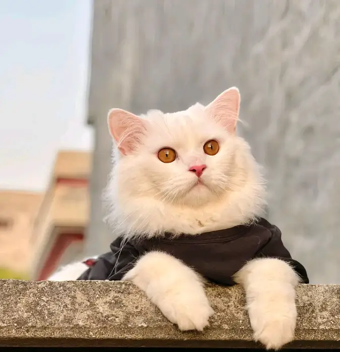 Purcian cat — photo 2