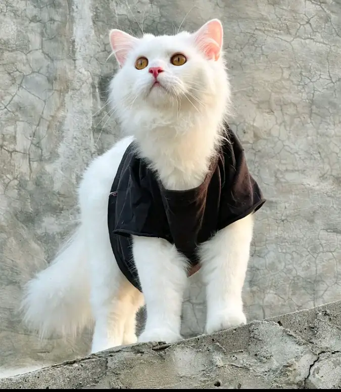 Purcian cat — photo 3