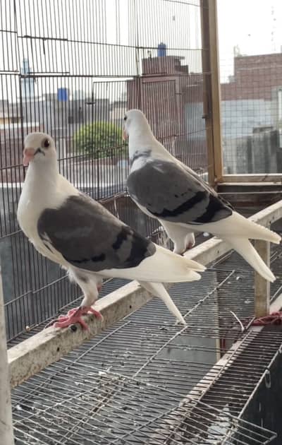 pigeons   saddle homer chicks