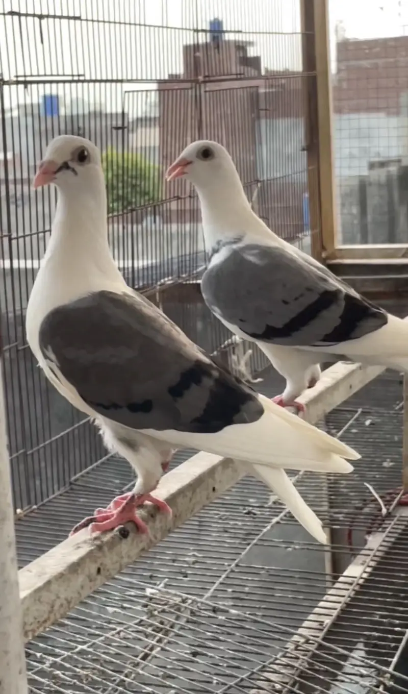 pigeons   saddle homer chicks — photo 2