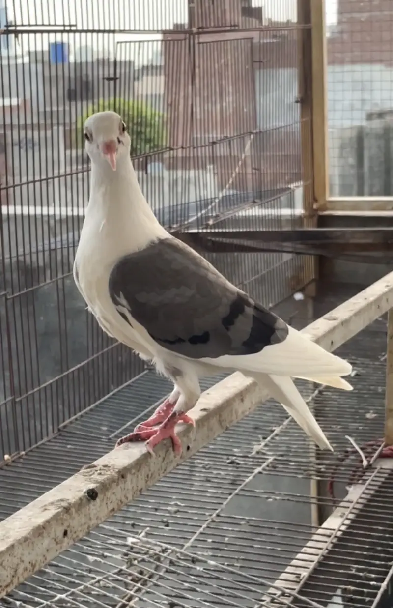 pigeons   saddle homer chicks — photo 4