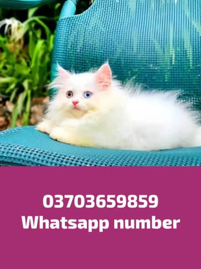 Persian Female kitten for sale