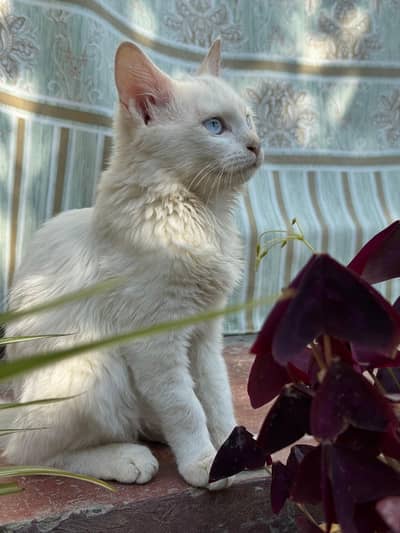 persian blue eyes